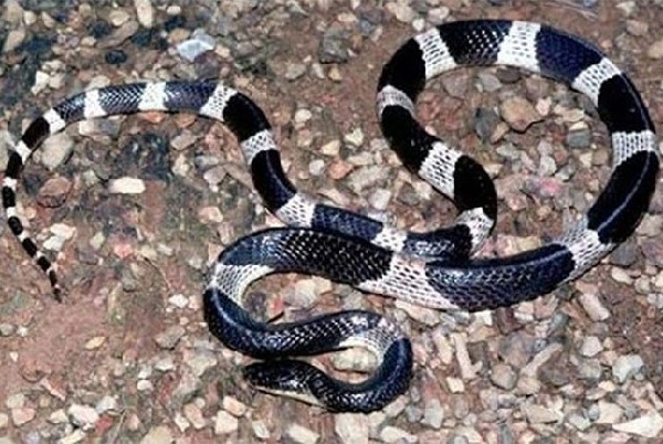 10 loài rắn độc nhất ở việt nam