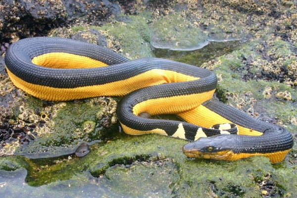 10 loài rắn độc nhất trên thế giới