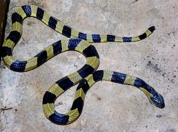 10 loài rắn độc nhất việt nam