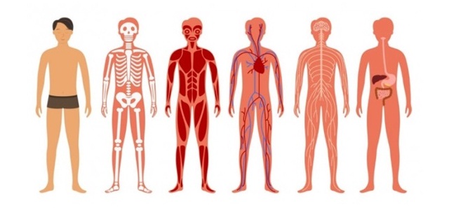 Bộ phận nào trong cơ thể con người quan trọng nhất?