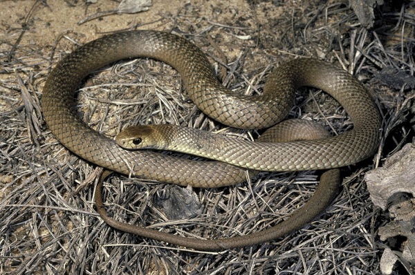 Các loài rắn độc nhất hành tinh