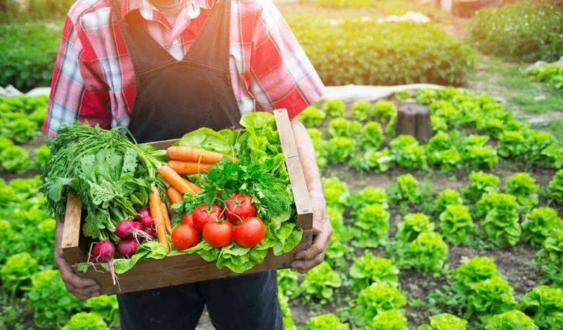 Cách kinh doanh thực phẩm sạch