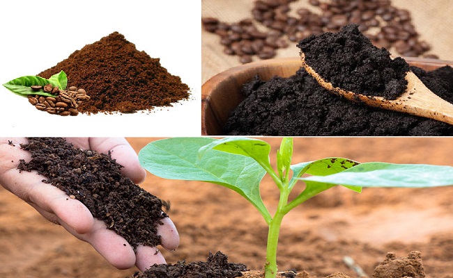 Cách xử lý và sử dụng bã cà phê bón cây trồng