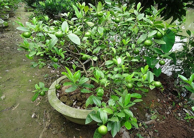 Các loại cây ăn quả trồng được trong nhà