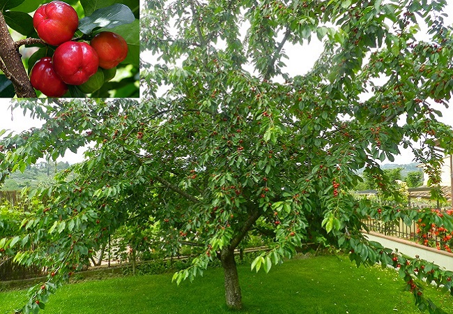 Các loại cây ăn quả trồng được trong nhà