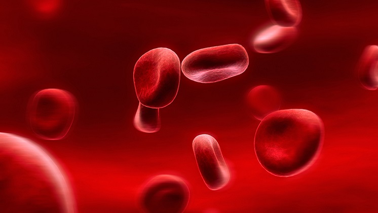 Cơ thể người có bao nhiêu lít máu?