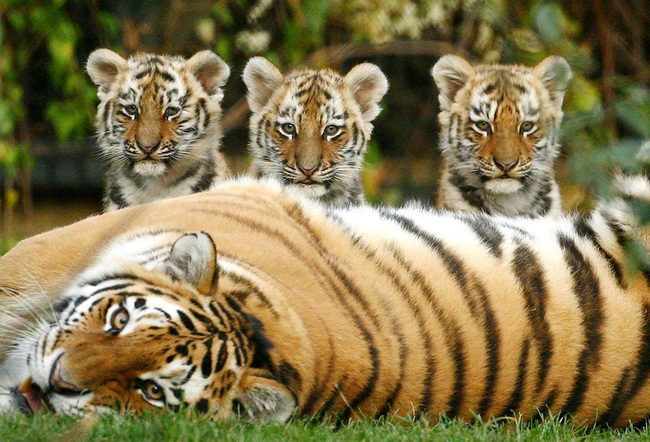How do tigers breed?