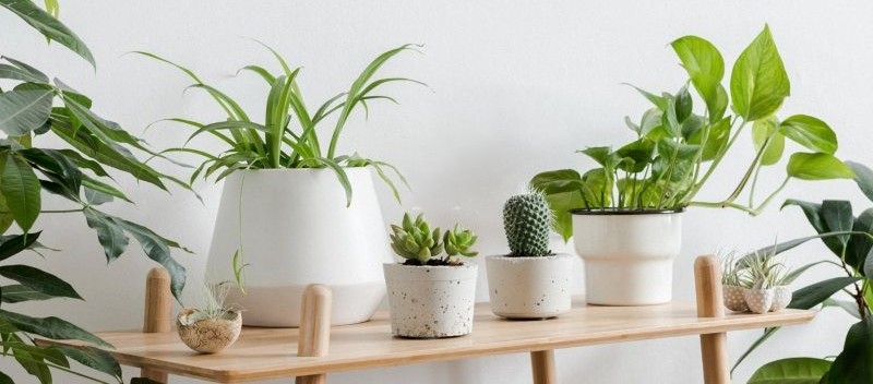 Kinh doanh cây cảnh mini