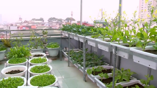 Kinh nghiệm trồng rau tại nhà trên sân thượng