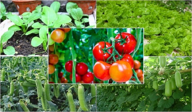 Lịch trồng rau theo các tháng trong năm