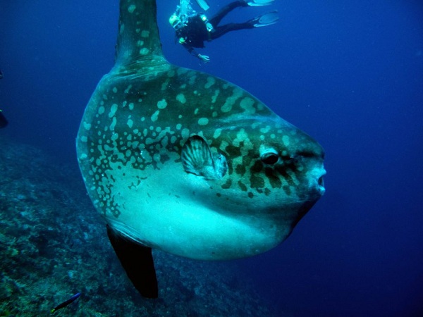 Loài cá lớn nhất thế giới