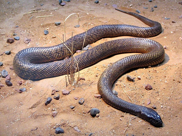 Loài rắn độc nhất hành tinh