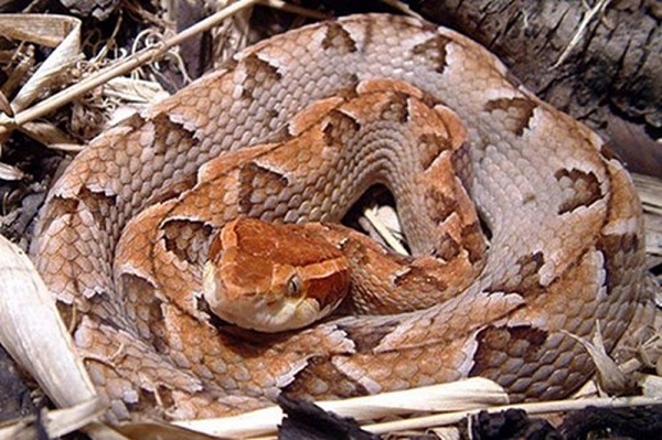 Loài rắn độc nhất ở việt nam