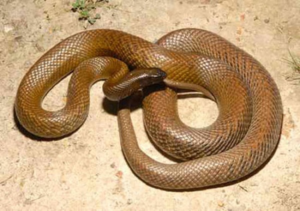 Rắn Taipan nội địa là loài rắn độc nhất thế giới