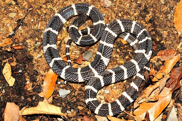 Loài rắn độc nhất việt nam