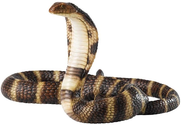 Loài rắn nào độc nhất việt nam