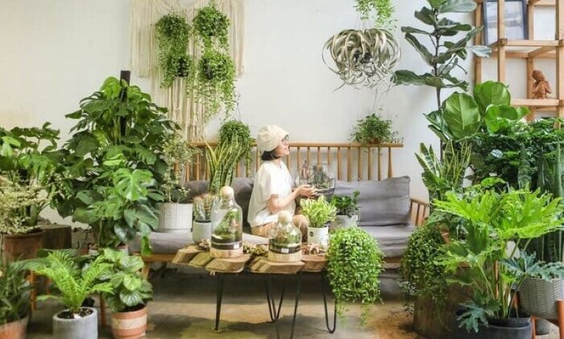 Mô hình kinh doanh cây cảnh