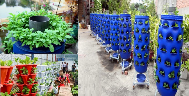 Mô hình trồng rau thủy canh gia đình đơn giản cho bạn  City Farm