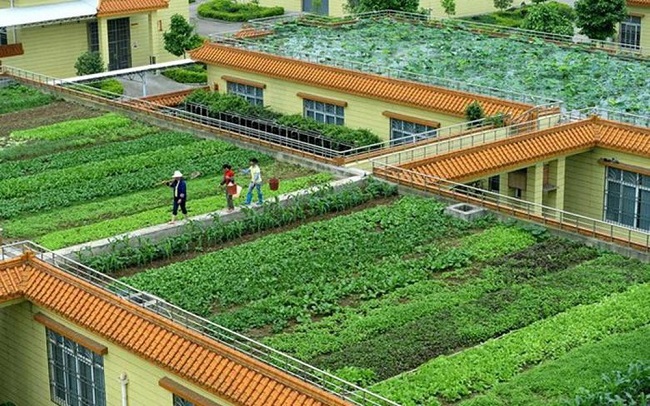 Thiết kế vườn rau nhỏ cho năng suất cao  Ăn Sạch Uống Sạch
