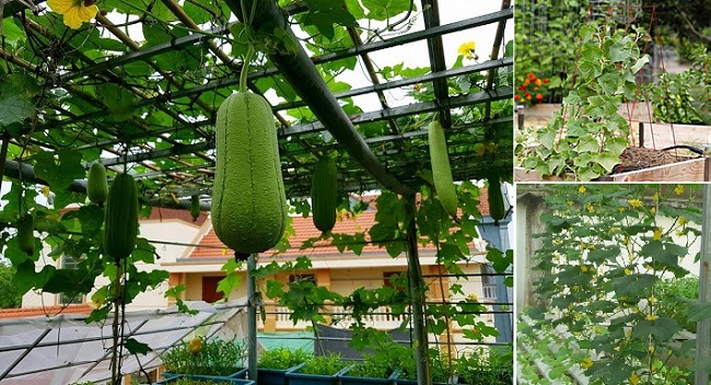 Mô hình trồng rau sạch tại nhà