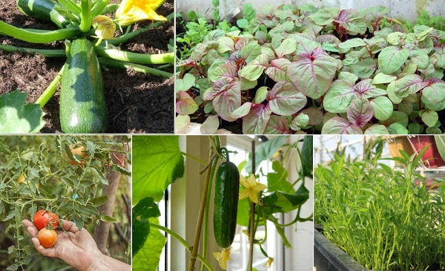 Mùa hè nên trồng các loại rau gì?