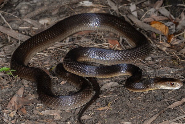 Mười loài rắn độc nhất thế giới