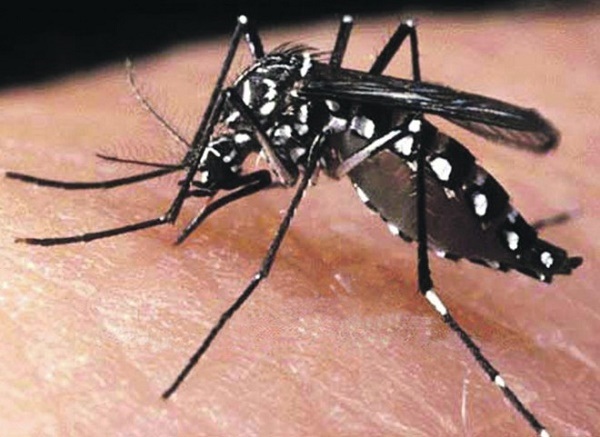 Nguyên nhân sốt xuất huyết dengue
