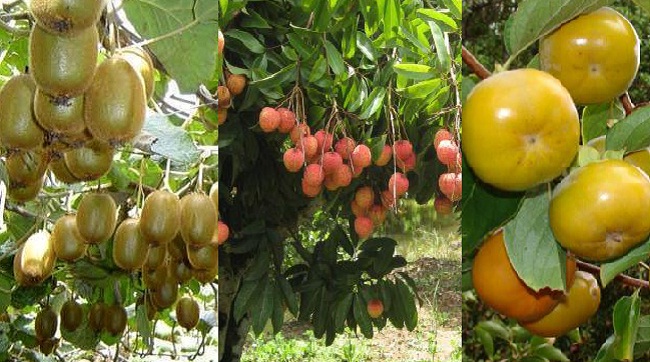 Những loại cây ăn quả nên trồng tháng 12