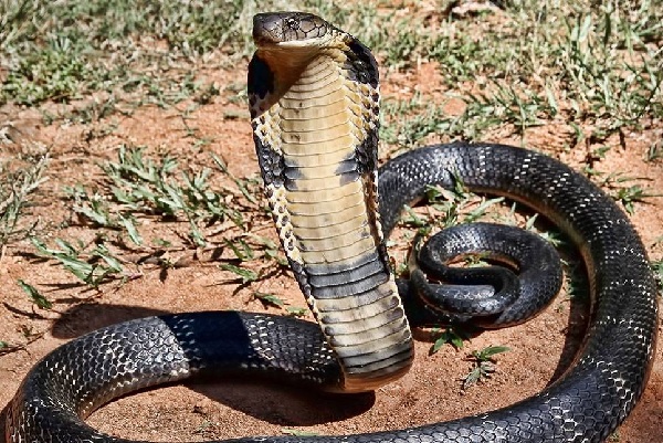 Những loài rắn độc nhất việt nam
