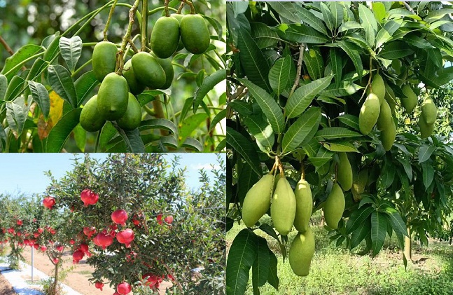 Tháng 10 trồng cây ăn quả gì cho sai trái?