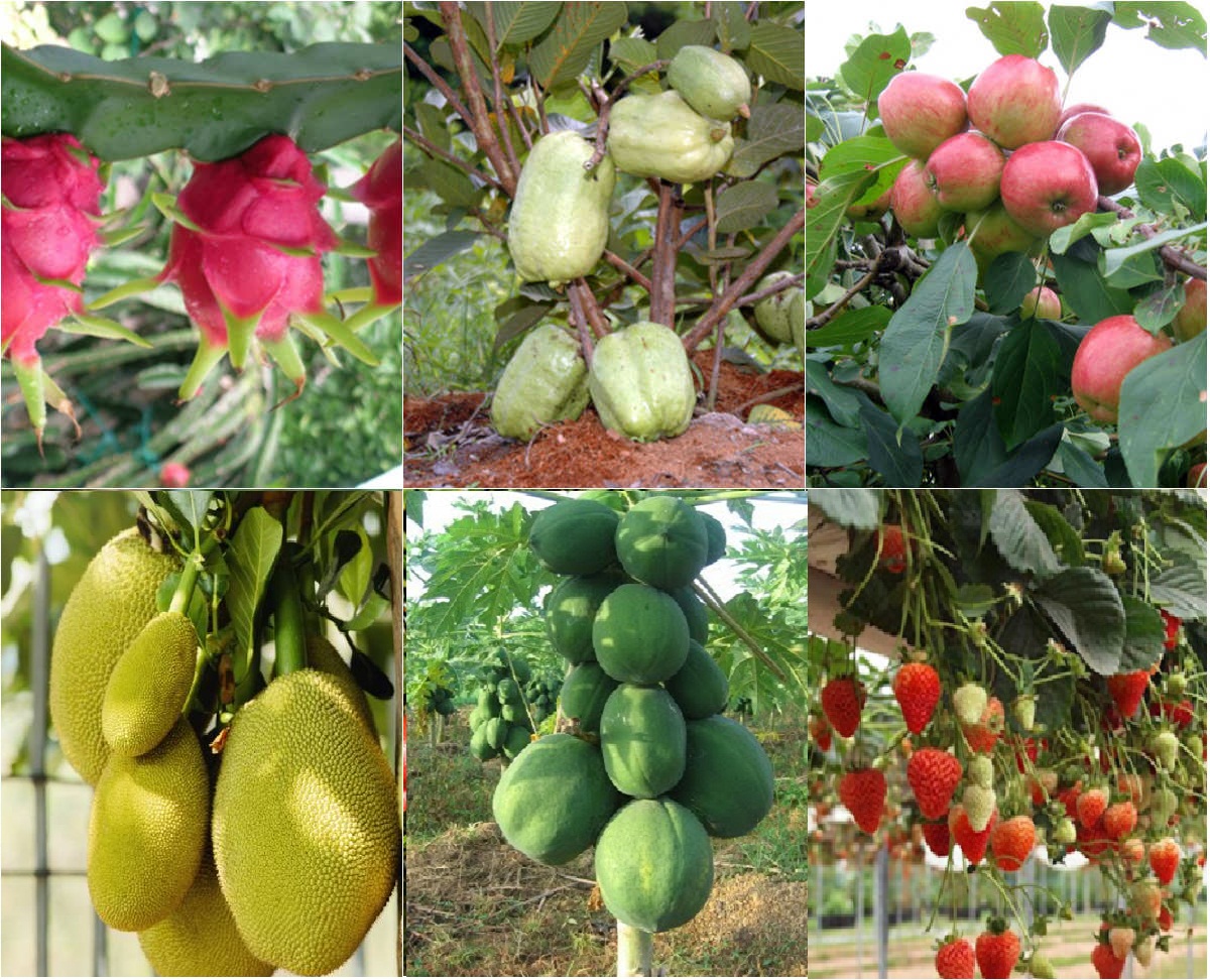 Tháng 11 nên trồng cây ăn quả gì?