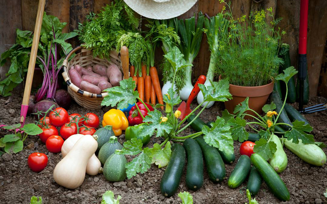 Tháng 11 trồng các loại rau củ quả gì phù hợp?