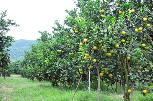 Tháng 9 dương lịch trồng cây ăn quả gì sai trái?