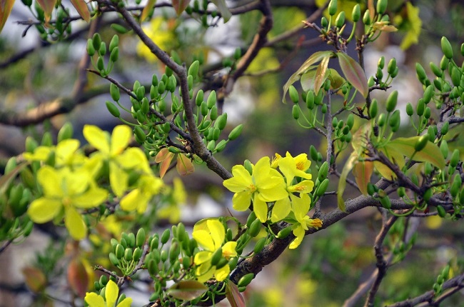 Các đặc điểm của cây hoa mai vàng