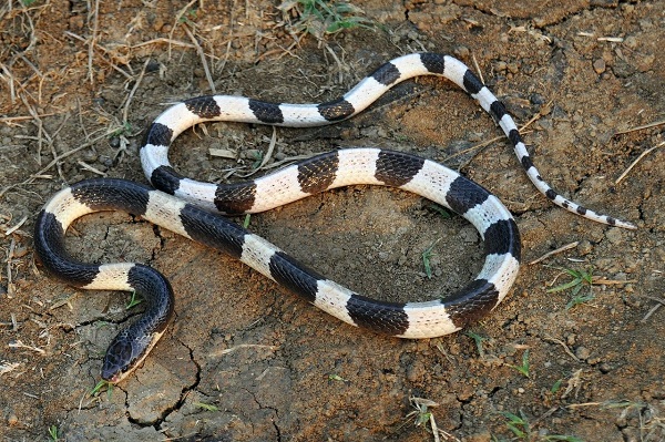 Top 10 loài rắn độc nhất trên thế giới hiện nay