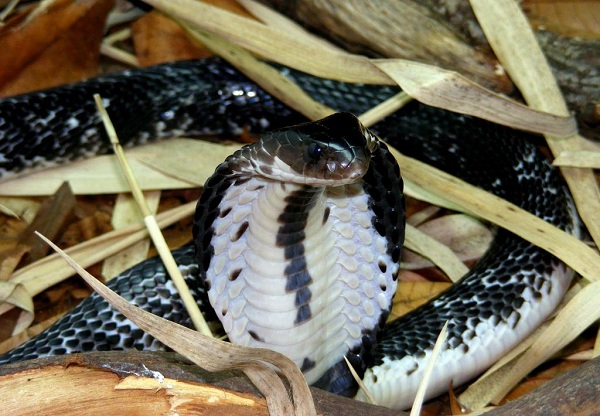 Top 10 loài rắn độc nhất việt nam