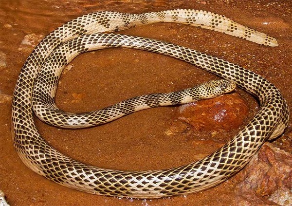 Top 10 rắn độc nhất thế giới
